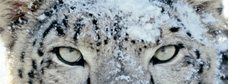Apple Snow Leopard Apple Snow Leopard